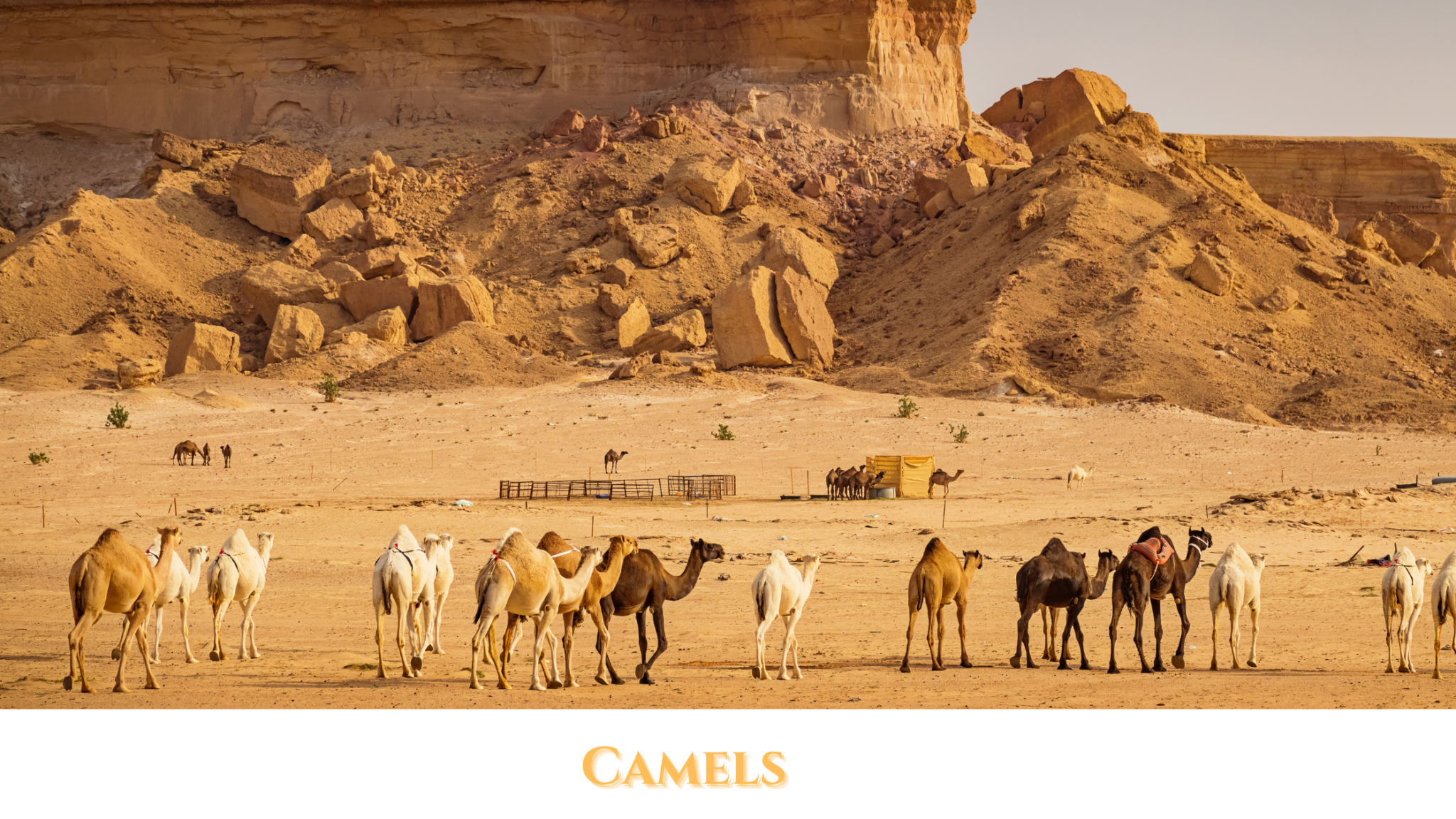 Camels – Star Cat